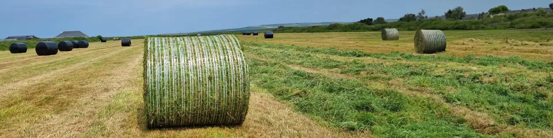 Banner EZ web bales in the field