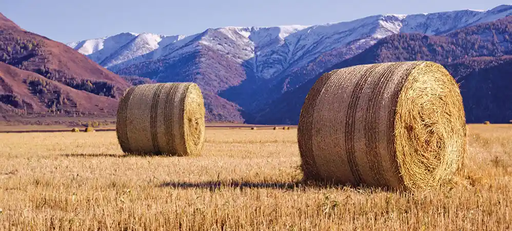 Two bales in the field with tamanet edge to edge with bale plus technology
