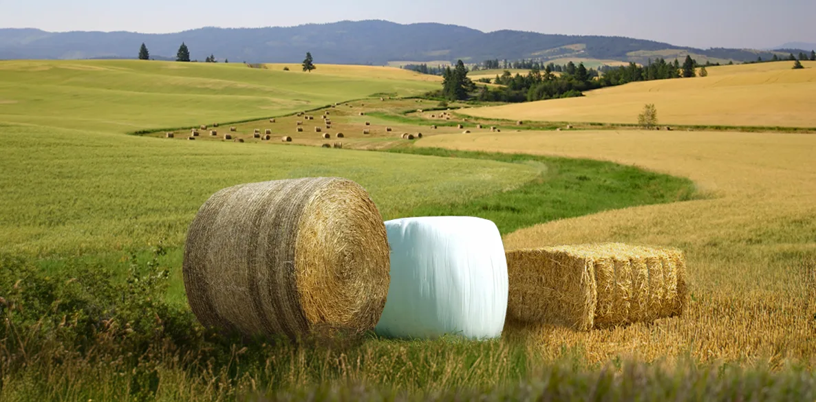 Bales in a field showing Tama Netwrap and Stretchfilm alongside large square bales wrapped with Tama Twine
